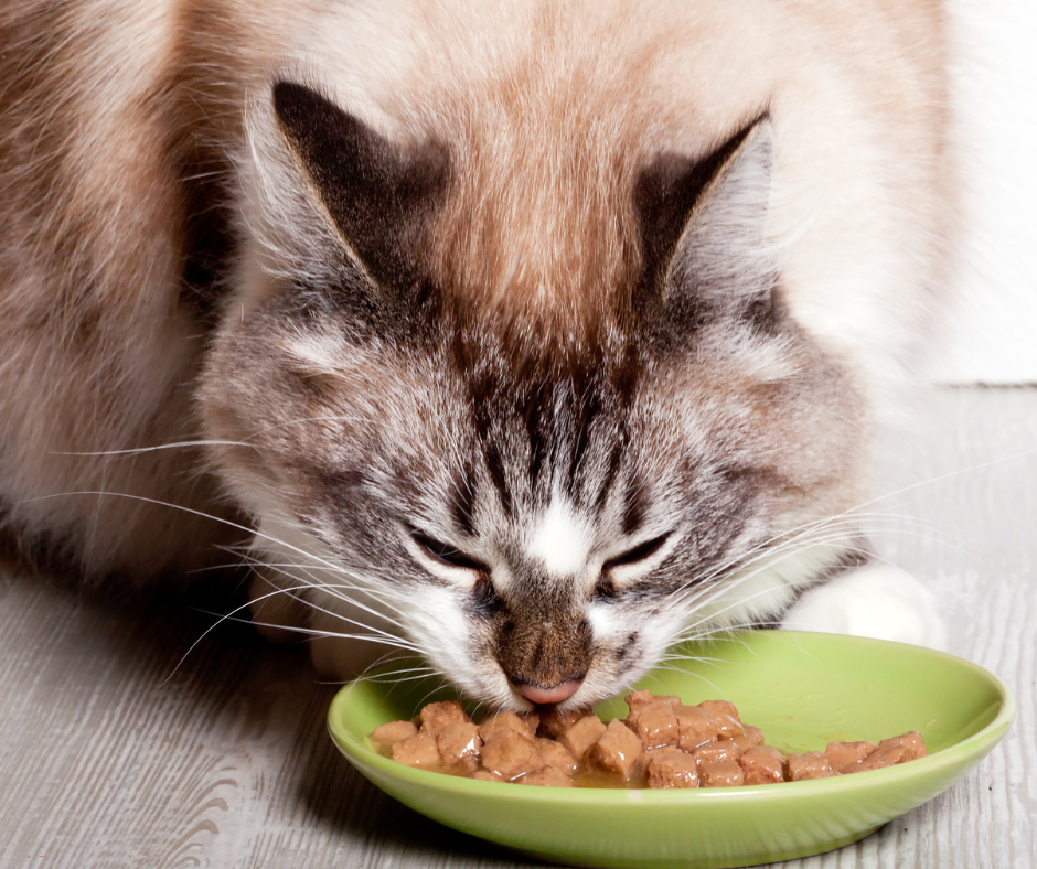 cat eating wet cat food
