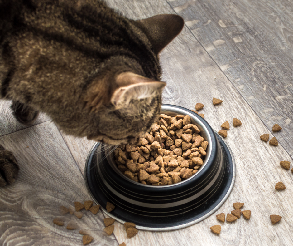 cat eating dry food from bowl