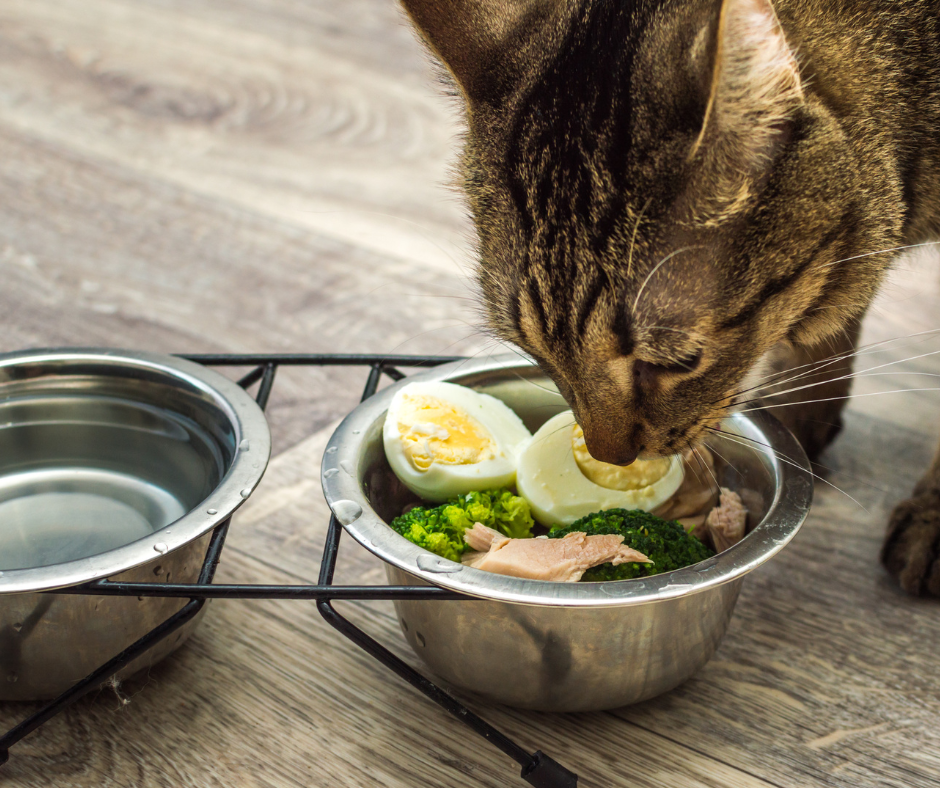 cat eating homemade food diet