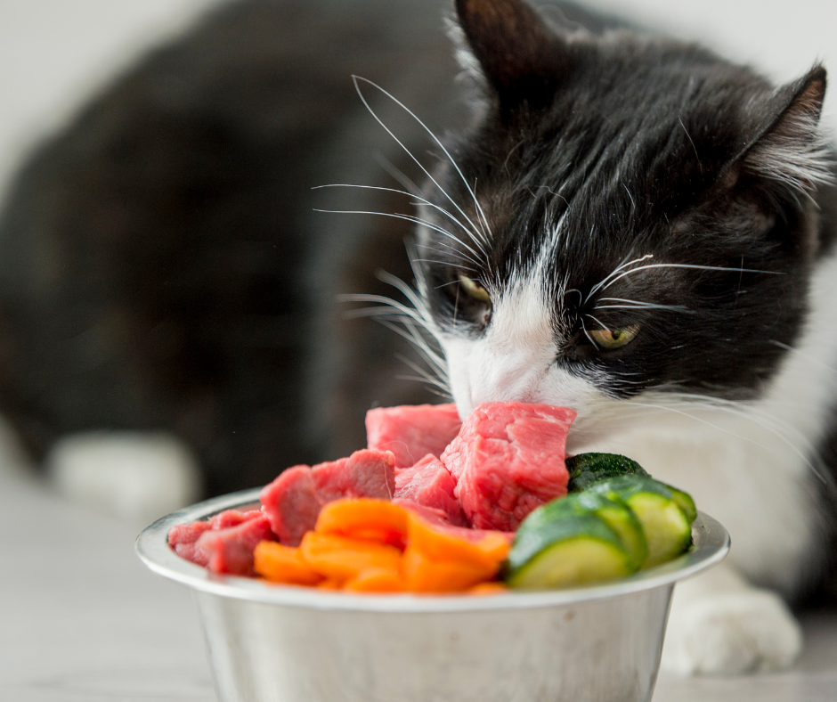 cat eating raw food diet