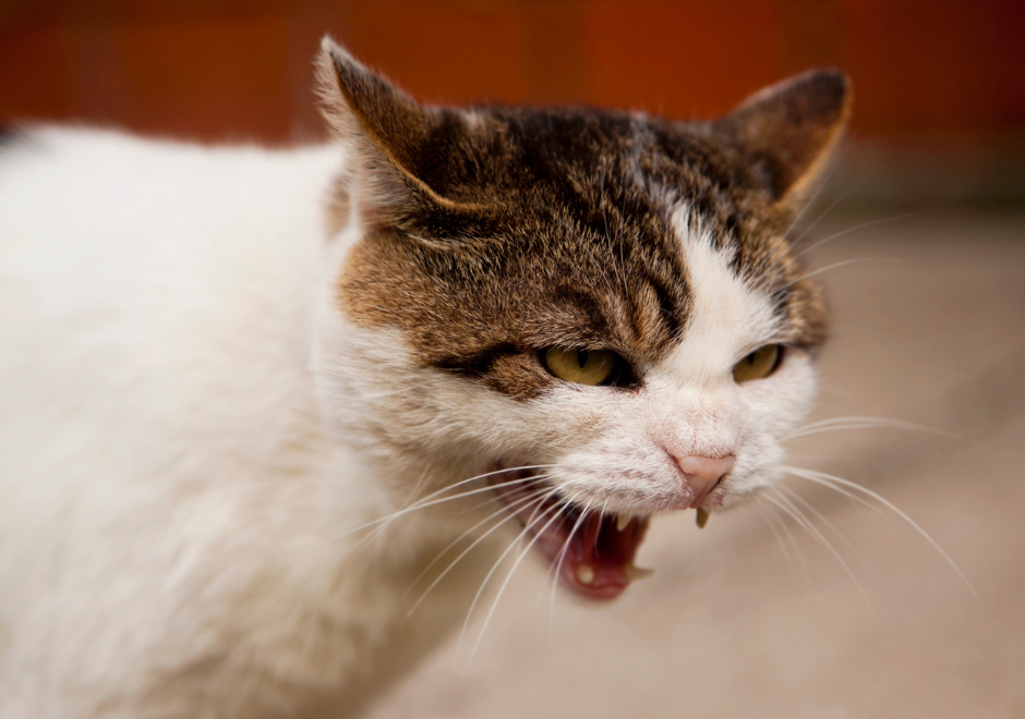 cat hissing