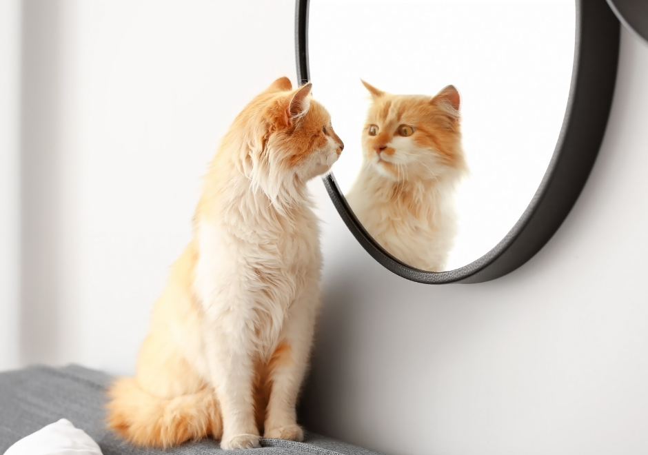 cat looking at its reflection in mirror