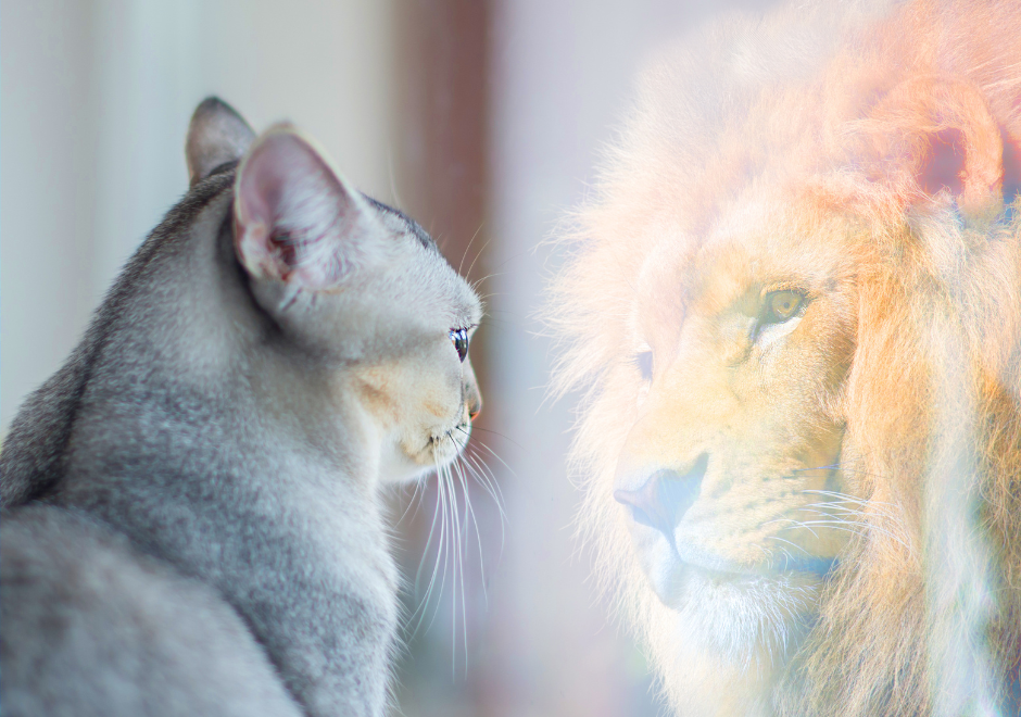 cat looks in mirror and sees a lion as his own reflection
