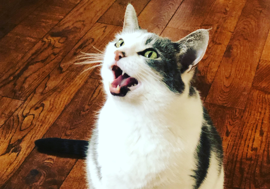cat meowing at person