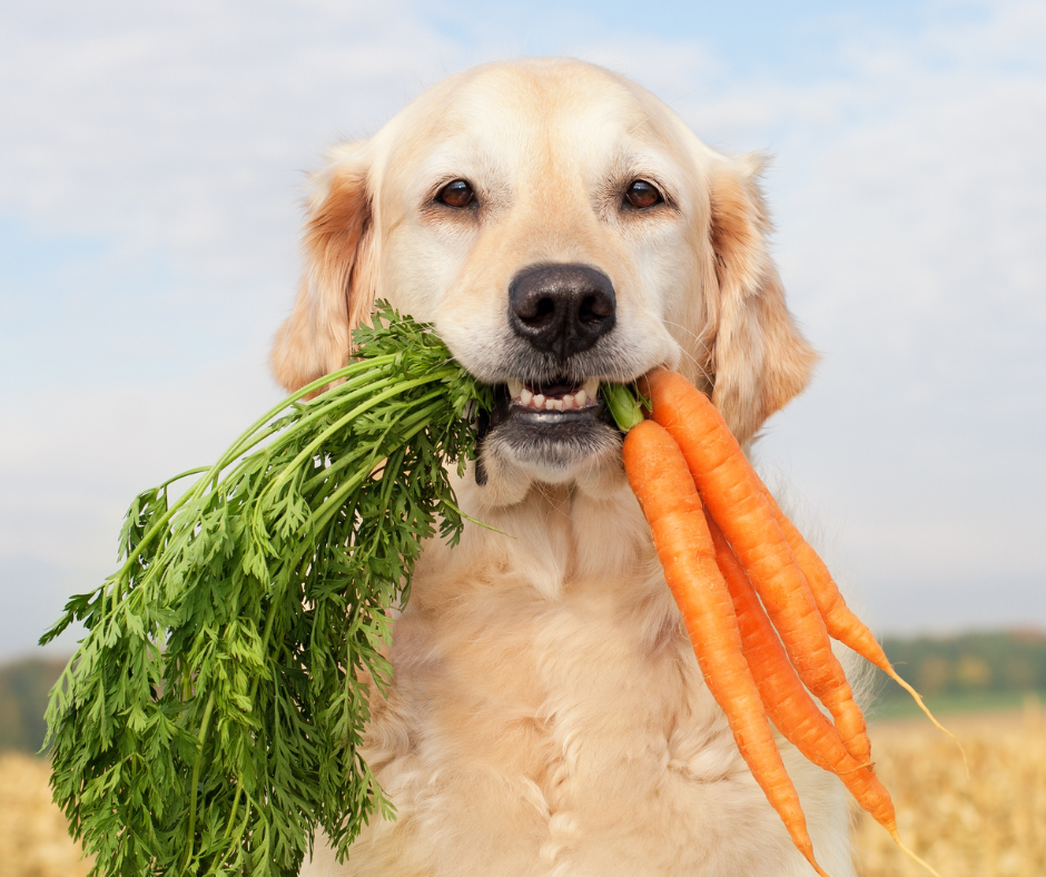 dog with bunch of carrots in mouth