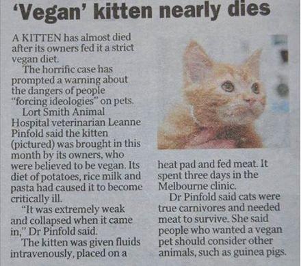 vegan kitten news story