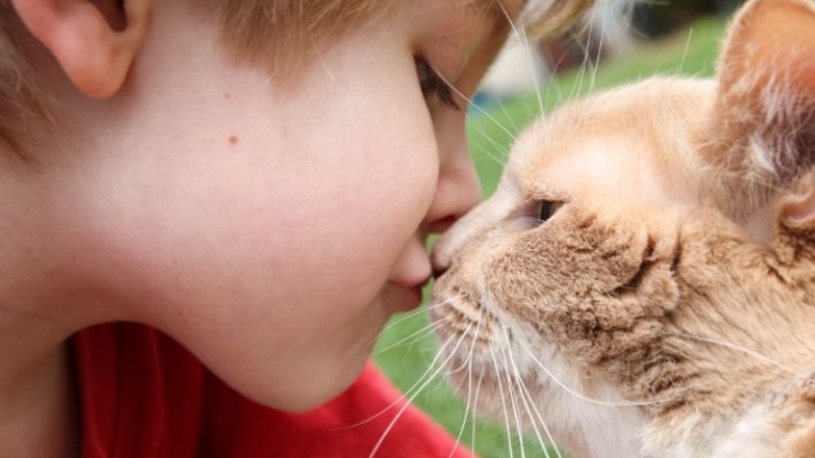 cat kisses affection