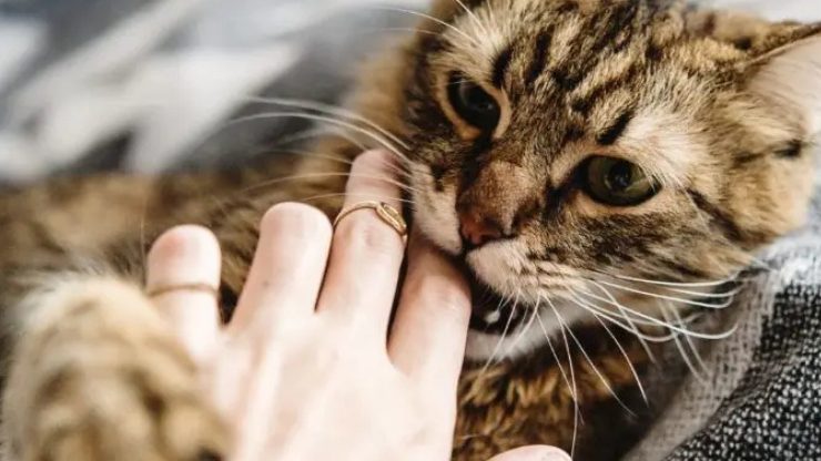 cat biting hand playfully