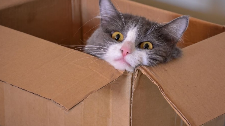 cat in carboard box with head out