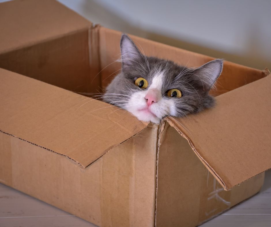 The Psychology of Why Cats LOVE Cardboard Boxes TreasuredCat