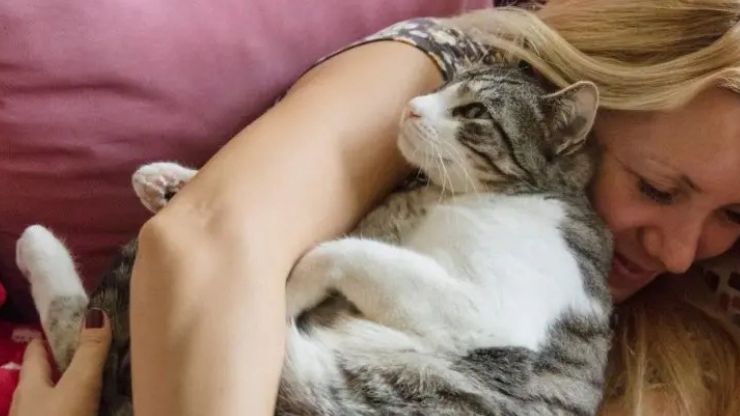 cat cuddling with human 