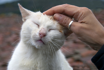 cat enjoying head rub