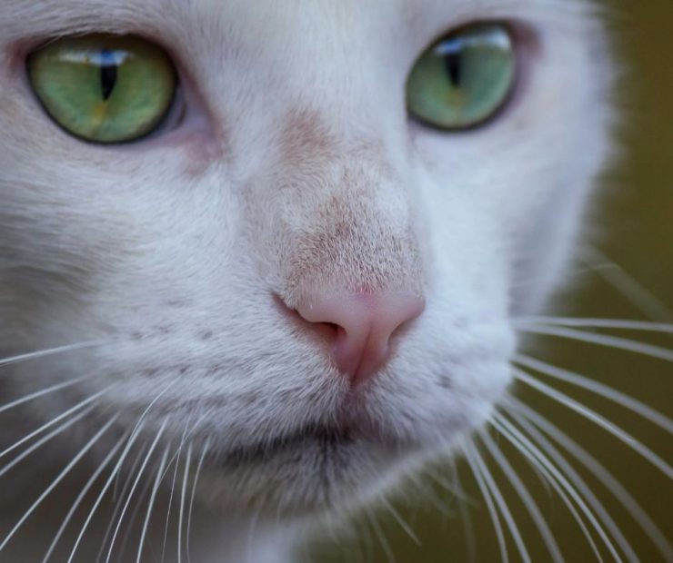 cat face showing whiskers
