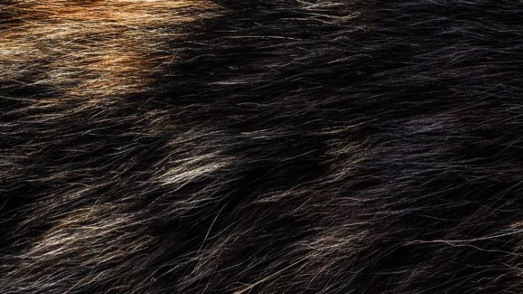 cat fur texture showing guard hairs