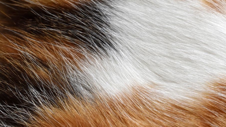 calico cat fur texture close up