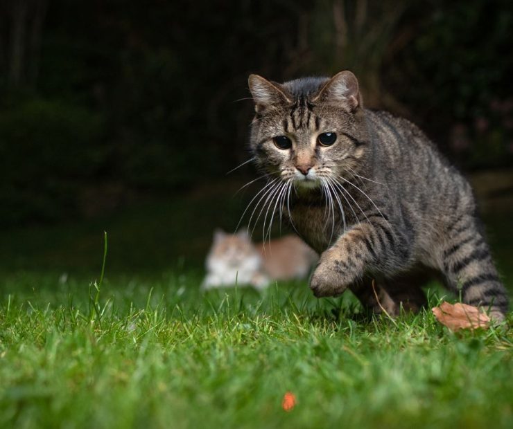 cat hunting outdoors