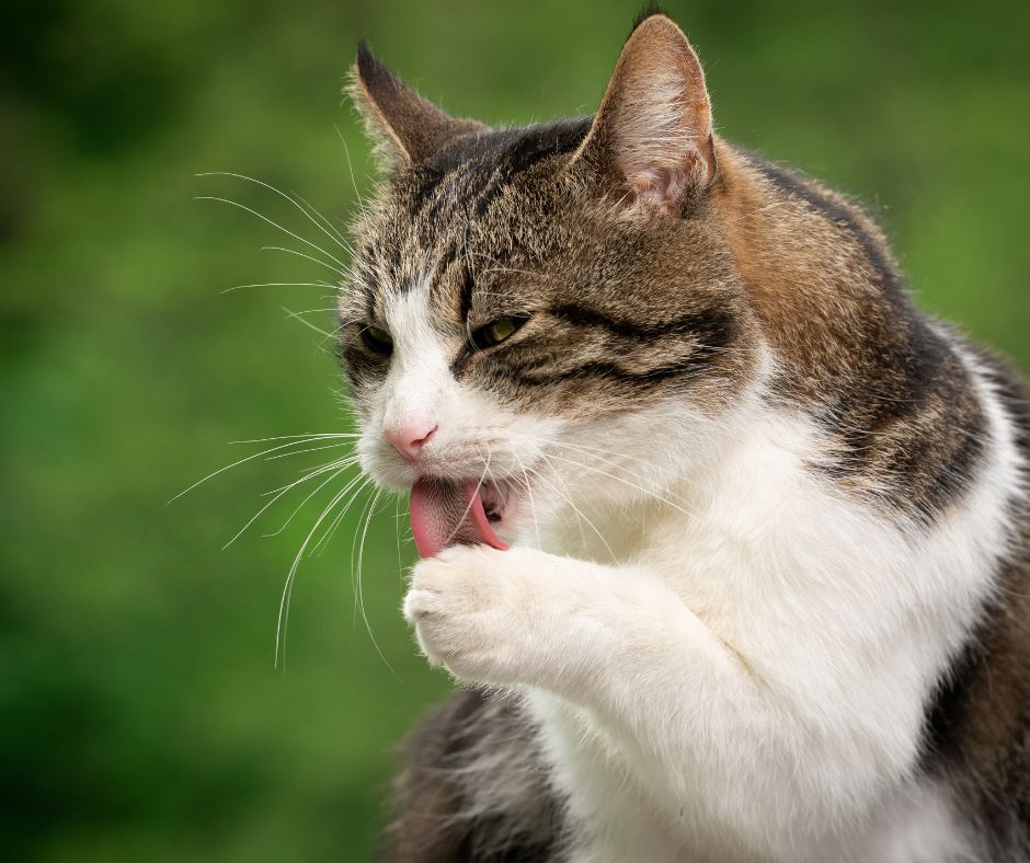 cat licking grooming paw outdoors