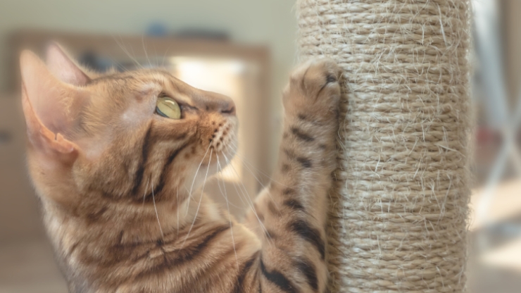 cat scratching a sisal rope scratching post 