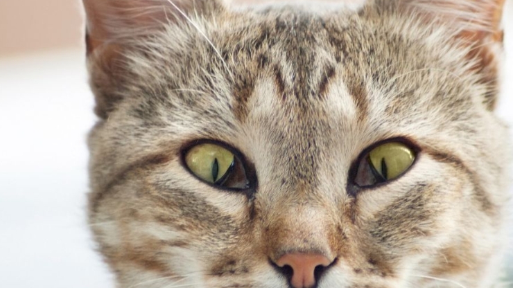 cat third eyelid protrusion caused by medical issue