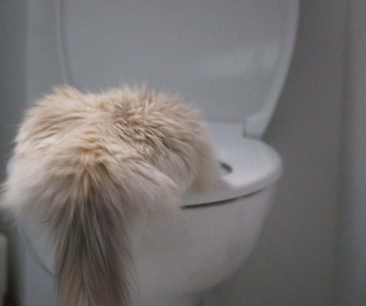 cat drinking water from toilet bowl