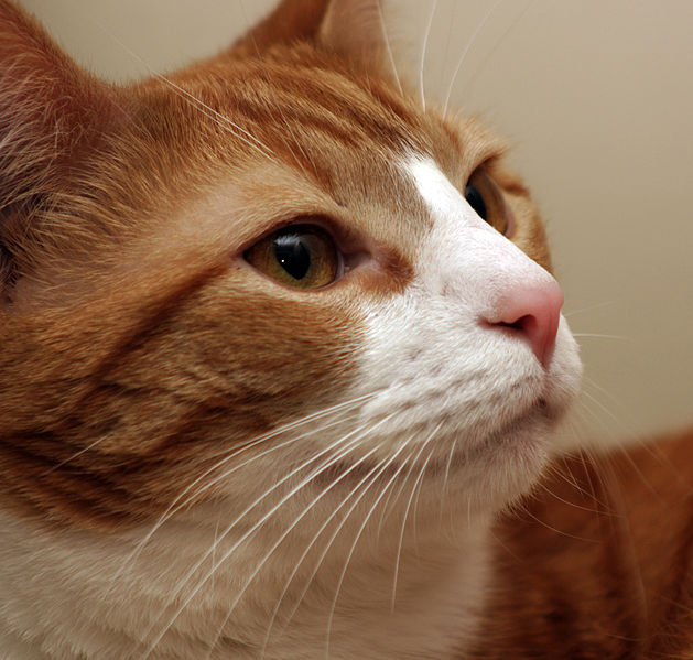 different cat facial whiskers
