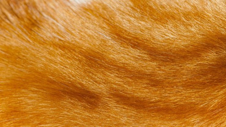 closeup of short orange tabby cat fur