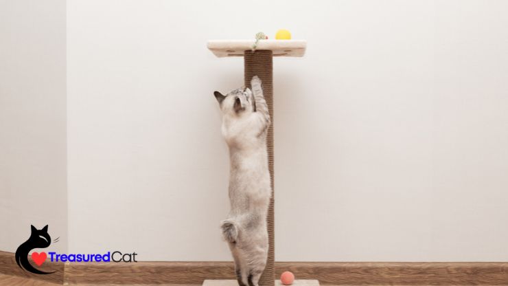 tall scratching post for cat