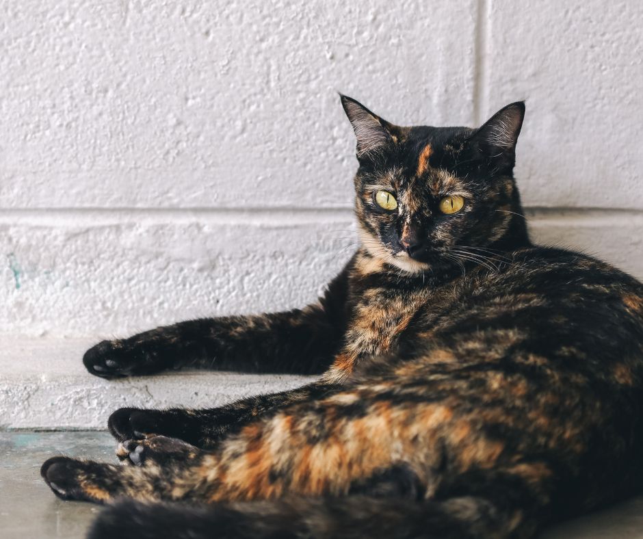 tortoiseshell cat