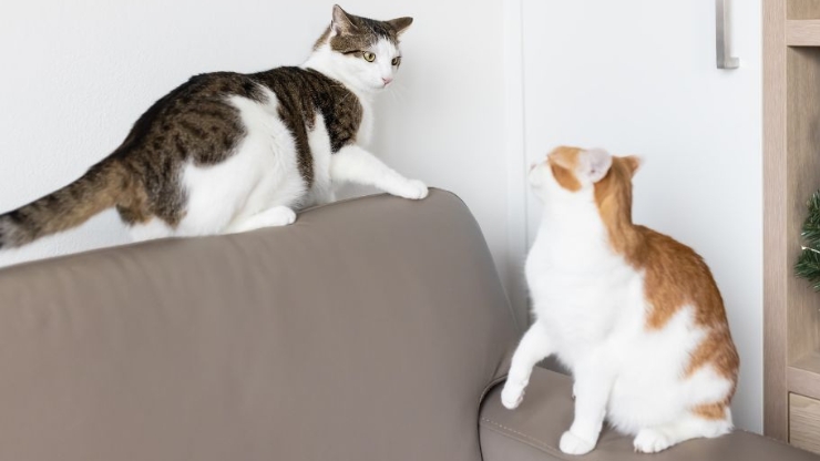 two cats fighting in house