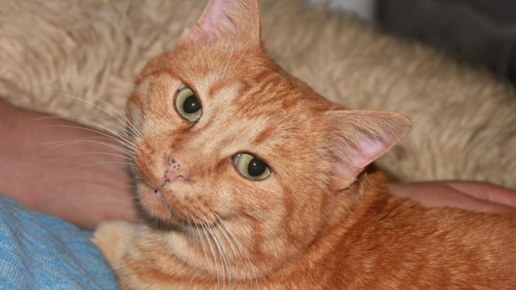 orange cat with black spots on nose
