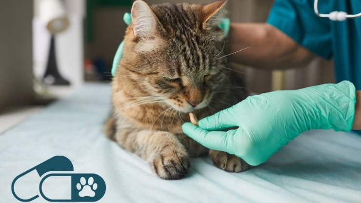 veterinarian giving cat a pill