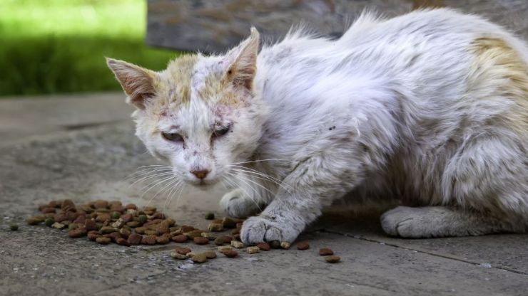 sick abandoned cat with food