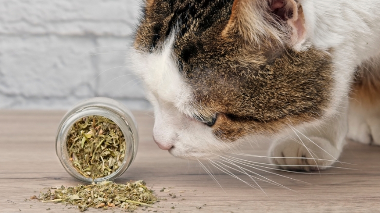 cat sniffing dried catnip